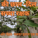 Arjun ki chaal ke fayde- दिल का रक्षक ओर आयुर्वेदिक औषधि