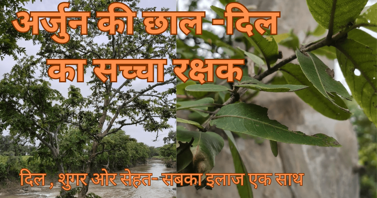 Arjun ki chaal ke fayde- दिल का रक्षक ओर आयुर्वेदिक औषधि